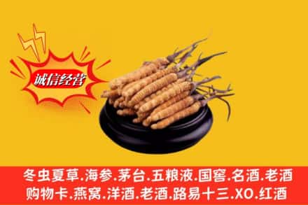 林芝波密县名酒回收冬虫夏草.jpg